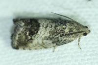 Cydia splendana
