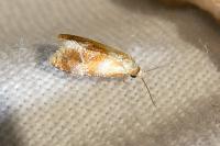 Gynnidomorpha rubricana