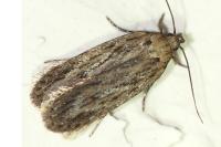 Depressaria daucella