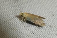 Crassa tinctella