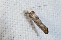 Paraswammerdamia albicapitella