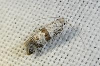 Scythropia crataegella