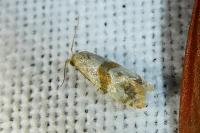 Phalonidia contractana