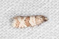 Isotrias