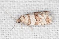 Isotrias