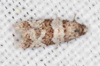 Isotrias