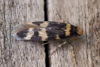 Oegoconia
