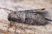Penestoglossa dardoinella