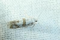 Scythropia crataegella