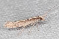 Plutella xylostella