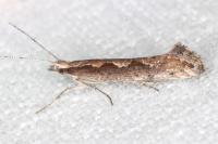 Plutella xylostella