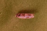 Crocidosema plebejana