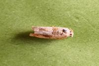 Crocidosema plebejana