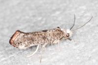 Paraswammerdamia albicapitella