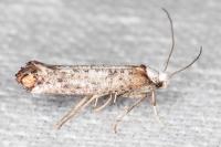 Pseudoswammerdamia combinella