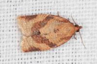 Clepsis consimilana