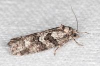 Cnephasia cupressivorana