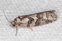 Cnephasia cupressivorana