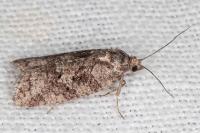 Cnephasia