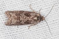 Cnephasia