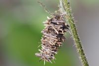Phalacropterix