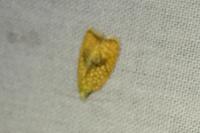 Acleris forsskaleana