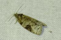 Apotomis semifasciana