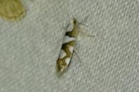 Argyresthia brockeella