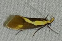 Harpella forficella
