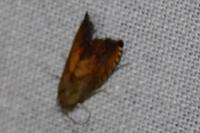 Pammene aurita