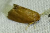Heterogenea asella