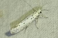Yponomeuta