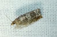 Ancylis achatana