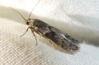 Blastobasis glandulella