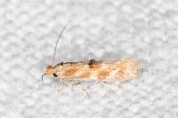 Bucculatrix