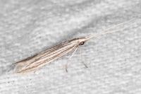 Coleophora calycotomella
