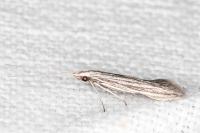 Coleophora calycotomella
