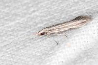 Coleophora calycotomella