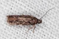 Carpatolechia decorella