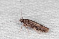 Carpatolechia decorella