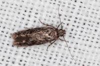 Carpatolechia decorella