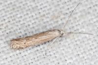 Isophrictis anthemidella