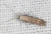 Isophrictis anthemidella