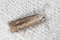 Isophrictis anthemidella