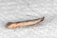 Mesophleps trinotella