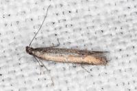 Mesophleps trinotella