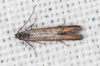 Mesophleps trinotella