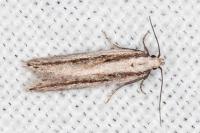 Mirificarma interrupta