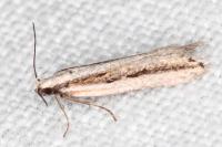 Mirificarma interrupta