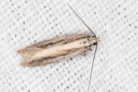 Mirificarma interrupta